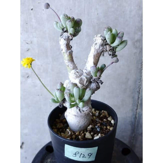 【現品限り】オトンナ・クラビフォリア f129 202112 Othonna