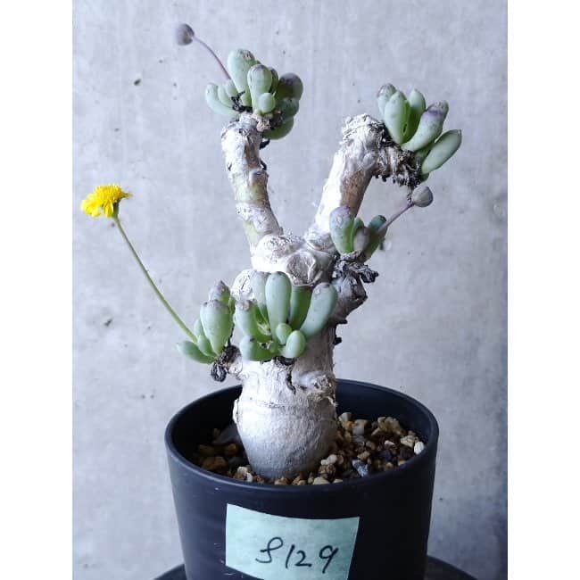現品限り】オトンナ・クラビフォリア f129 202112 Othonna 塊根植物