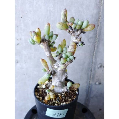 【現品限り】オトンナ・クラビフォリア f130 202112 Othonna