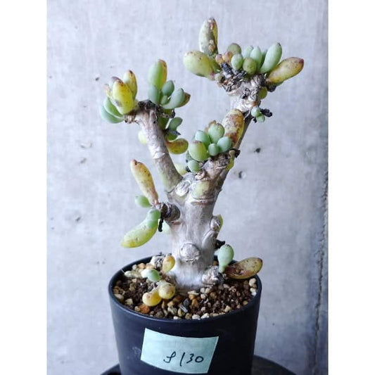 【現品限り】オトンナ・クラビフォリア f130 202112 Othonna