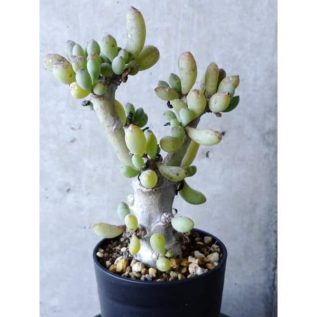 【現品限り】オトンナ・クラビフォリア f130 202112 Othonna