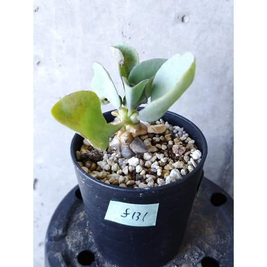 【現品限り】オトンナ・ヘレー f131 202112 Othonna