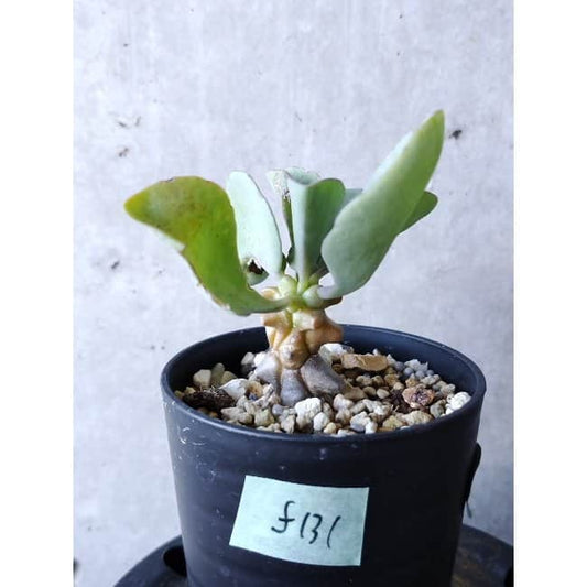 【現品限り】オトンナ・ヘレー f131 202112 Othonna