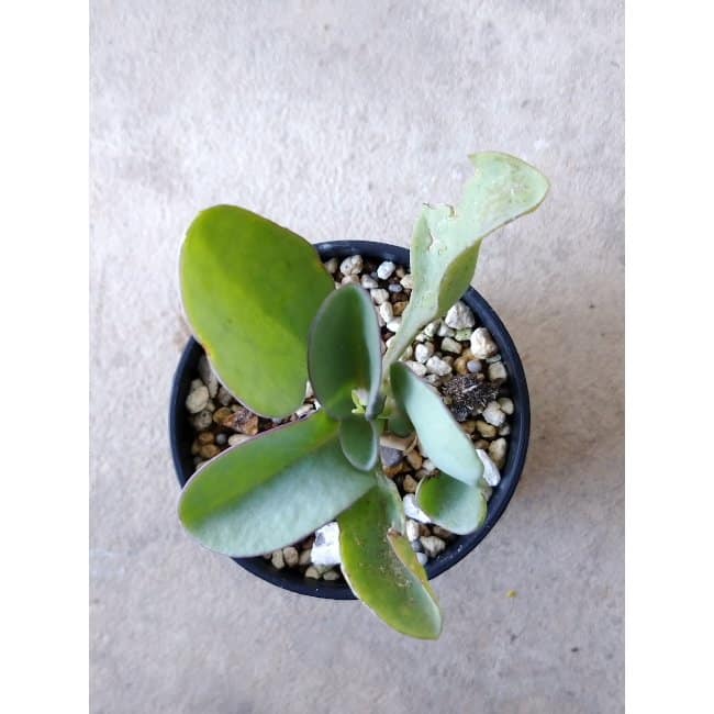 【現品限り】オトンナ・ヘレー f131 202112 Othonna