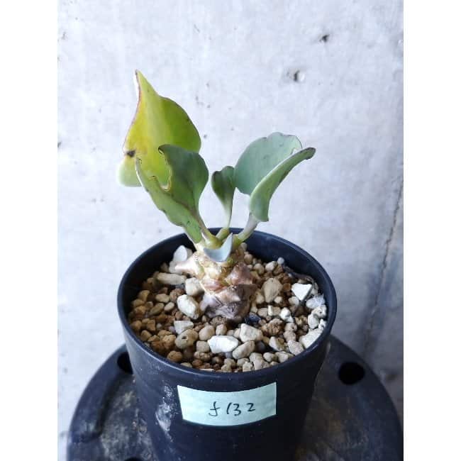 【現品限り】オトンナ・ヘレー f132 202112 Othonna