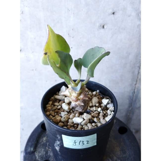 【現品限り】オトンナ・ヘレー f132 202112 Othonna