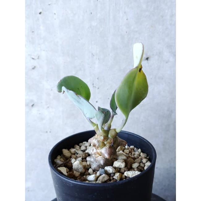 【現品限り】オトンナ・ヘレー f132 202112 Othonna