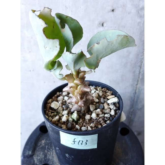 【現品限り】オトンナ・ヘレー f133 202112 Othonna