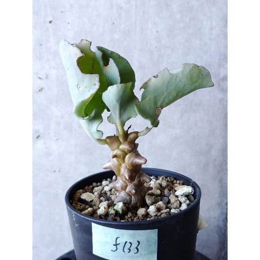 【現品限り】オトンナ・ヘレー f133 202112 Othonna