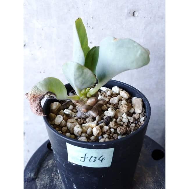 【現品限り】オトンナ・ヘレー f134 202112 Othonna