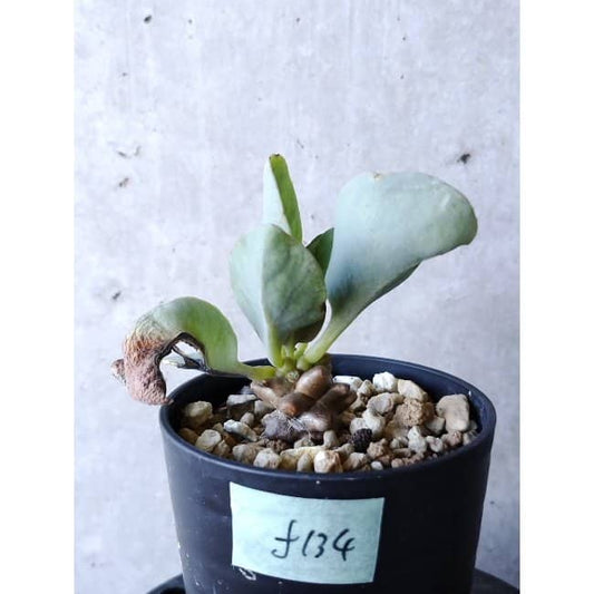 【現品限り】オトンナ・ヘレー f134 202112 Othonna