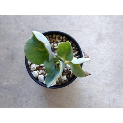 【現品限り】オトンナ・ヘレー f134 202112 Othonna