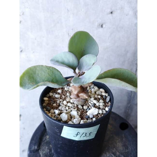 【現品限り】オトンナ・ヘレー f135 202112 Othonna