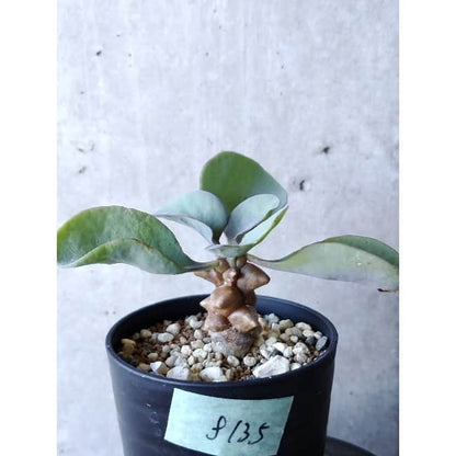 【現品限り】オトンナ・ヘレー f135 202112 Othonna