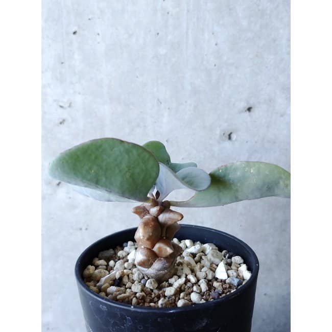 【現品限り】オトンナ・ヘレー f135 202112 Othonna