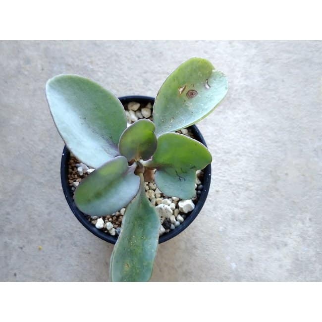 【現品限り】オトンナ・ヘレー f135 202112 Othonna