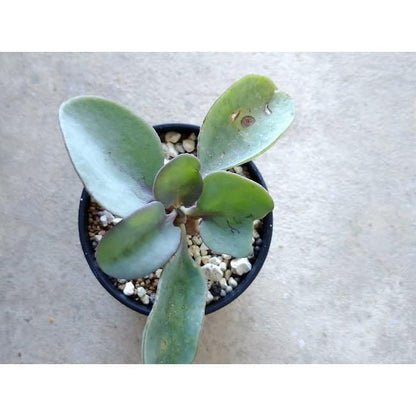 【現品限り】オトンナ・ヘレー f135 202112 Othonna