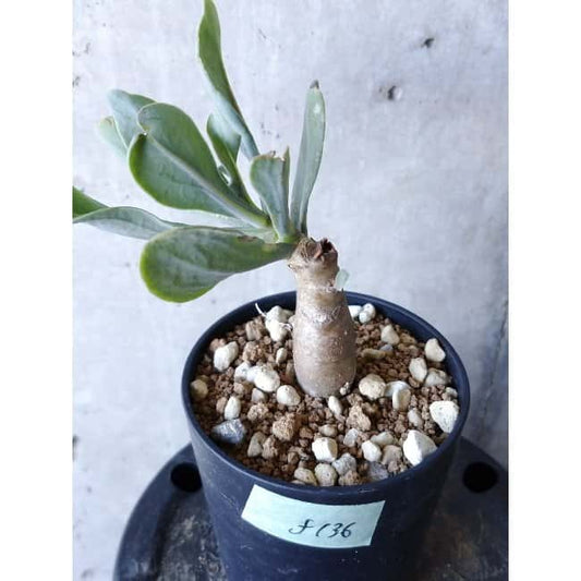 【現品限り】オトンナ・クエルシフォリア f136 202112 Othonna