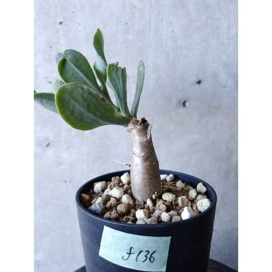 【現品限り】オトンナ・クエルシフォリア f136 202112 Othonna