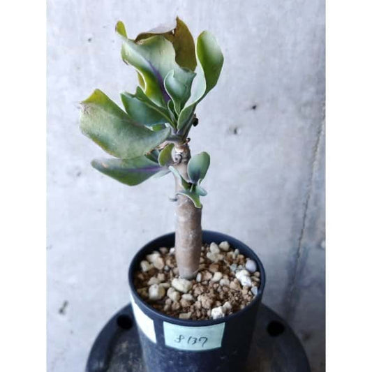 【現品限り】オトンナ・クエルシフォリア f137 202112 Othonna