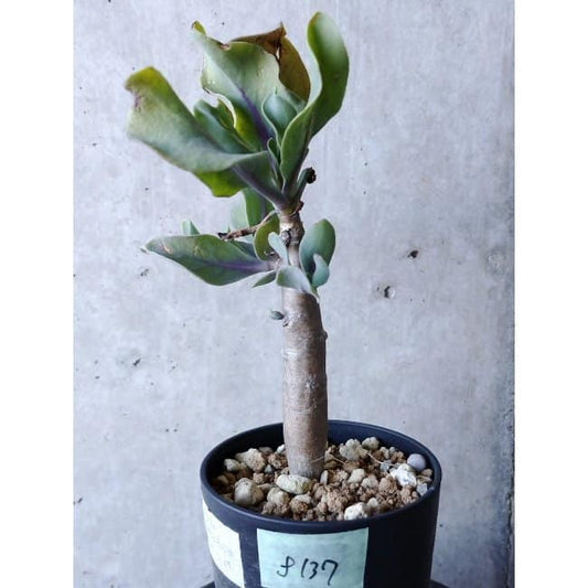 【現品限り】オトンナ・クエルシフォリア f137 202112 Othonna