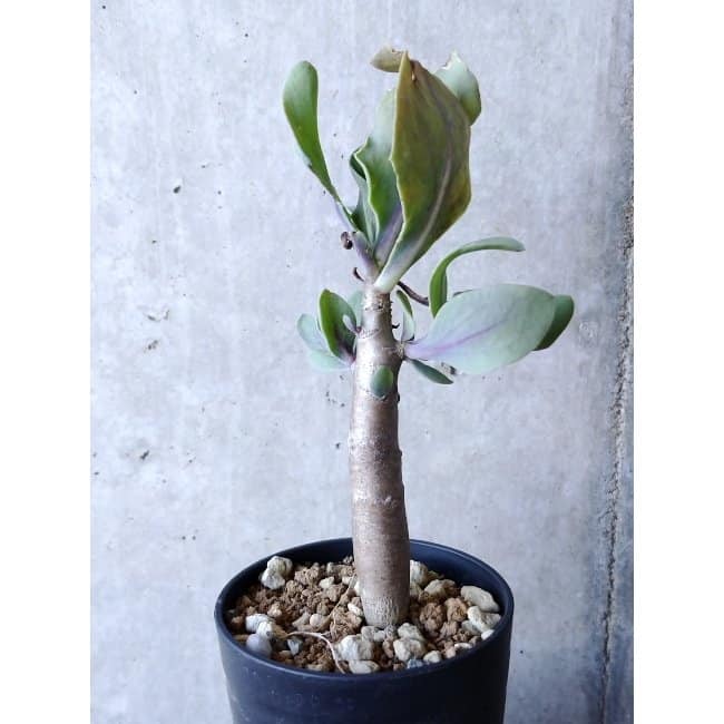 【現品限り】オトンナ・クエルシフォリア f137 202112 Othonna