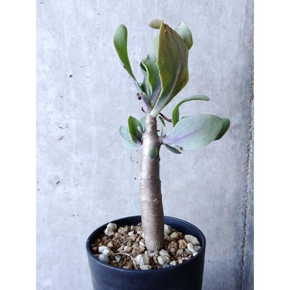 【現品限り】オトンナ・クエルシフォリア f137 202112 Othonna