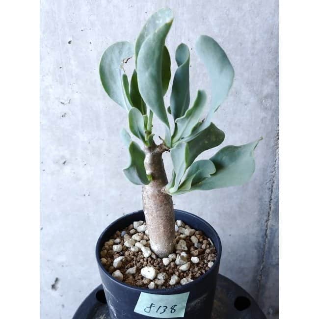 【現品限り】オトンナ・クエルシフォリア f138 202112 Othonna