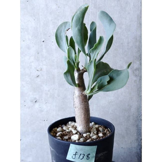 【現品限り】オトンナ・クエルシフォリア f138 202112 Othonna