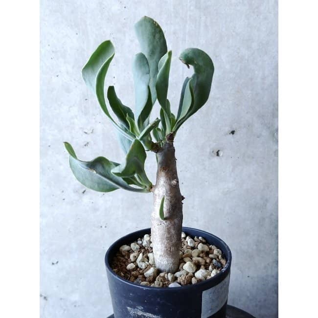 【現品限り】オトンナ・クエルシフォリア f138 202112 Othonna