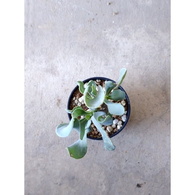 【現品限り】オトンナ・クエルシフォリア f138 202112 Othonna