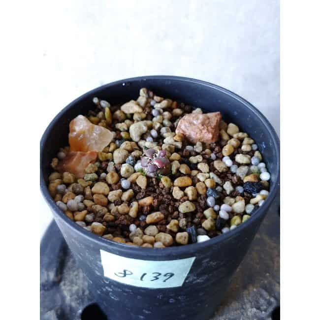 【現品限り】アナカンプセロス・コンプトニー f139 202112 Othonna