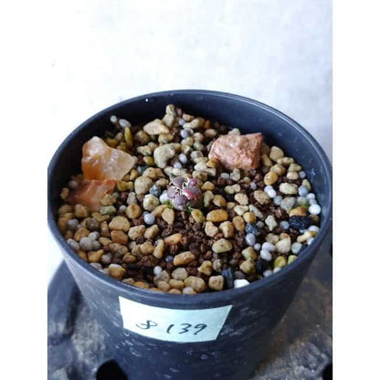 【現品限り】アナカンプセロス・コンプトニー f139 202112 Othonna