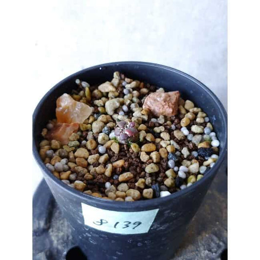 【現品限り】アナカンプセロス・コンプトニー f139 202112 Othonna