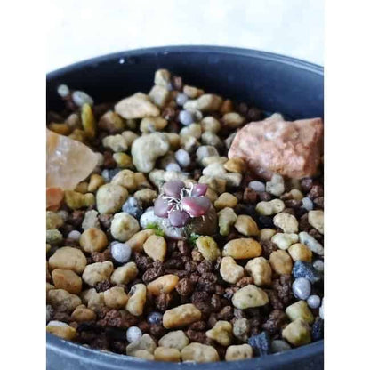 【現品限り】アナカンプセロス・コンプトニー f139 202112 Othonna