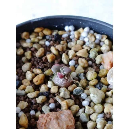 【現品限り】アナカンプセロス・コンプトニー f139 202112 Othonna