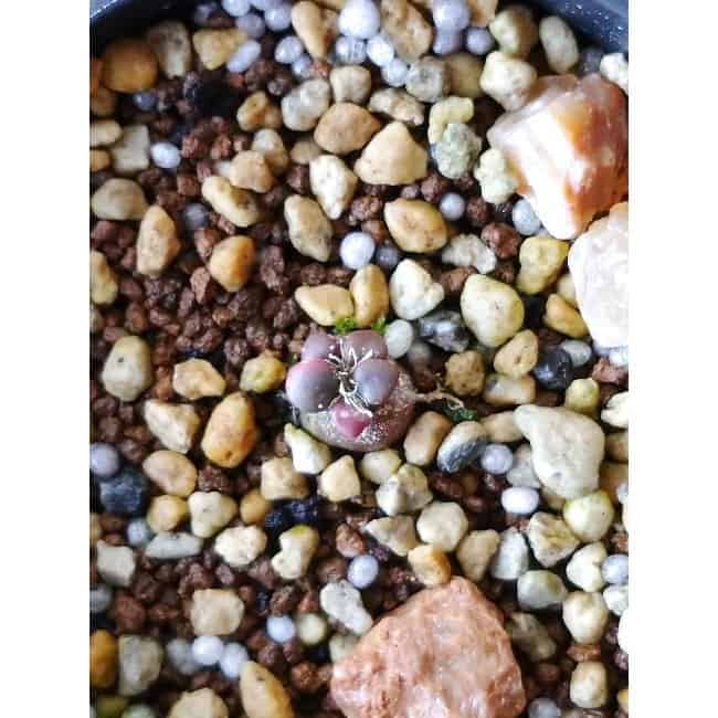 【現品限り】アナカンプセロス・コンプトニー f139 202112 Othonna