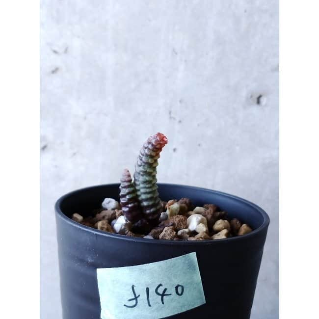 【現品限り】ブルビネ・ブルインシー f140 202112 Othonna