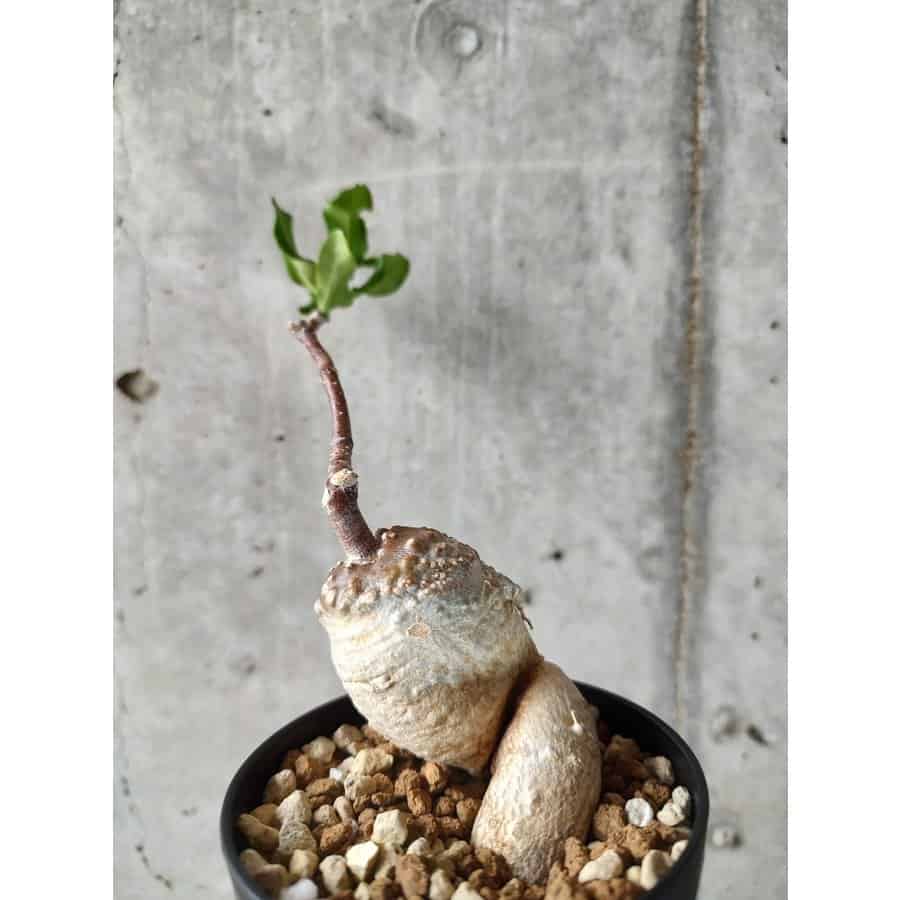 種】フォッケア・エデュリス 火星人 / Fockea edulis – プラントブラザーズ