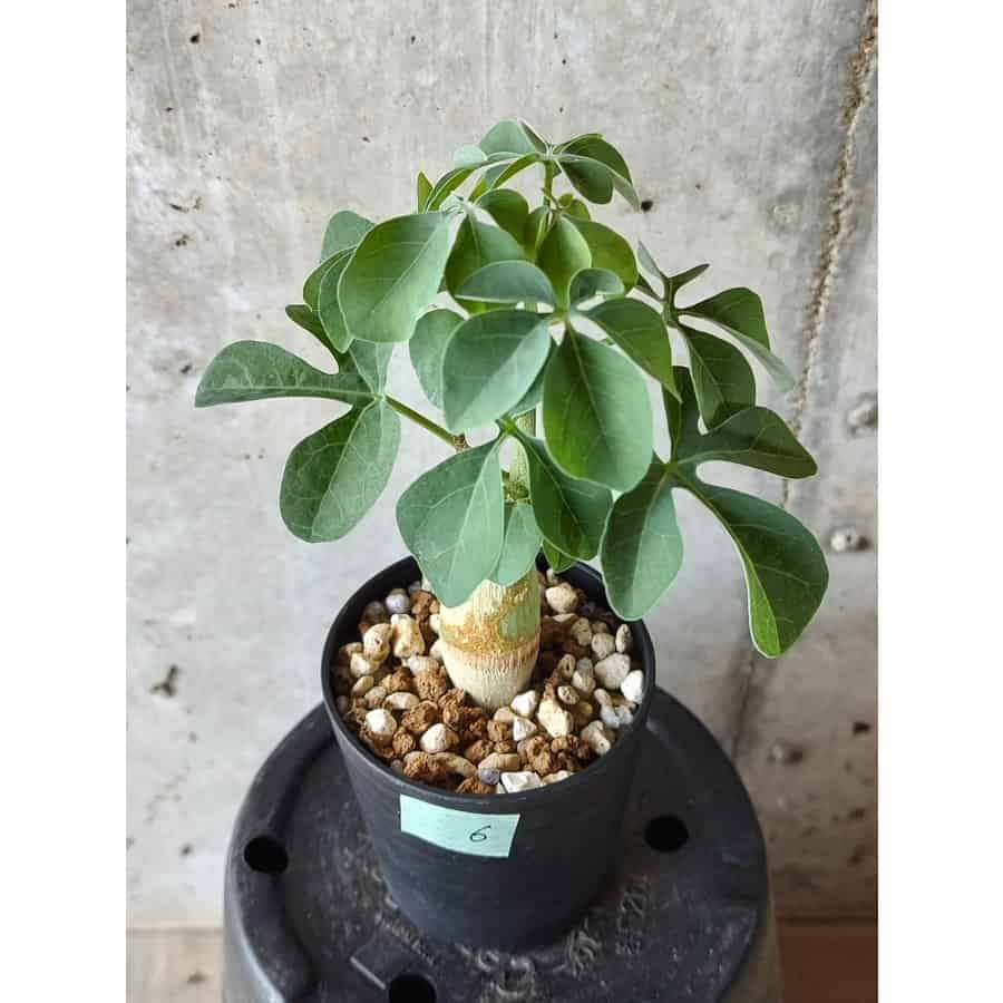 【種】アデニア・フルチコーサ / Adenia fruticosa