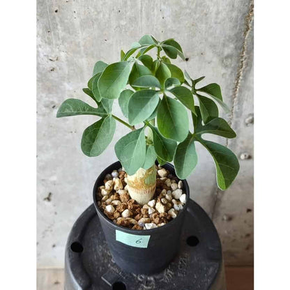 【種】アデニア・フルチコーサ / Adenia fruticosa