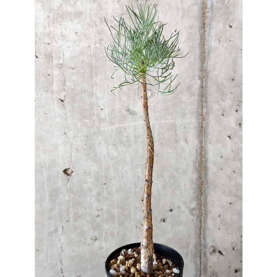 種】コミフォラ・クラウセリアーナ / Commiphora kraeuseliana
