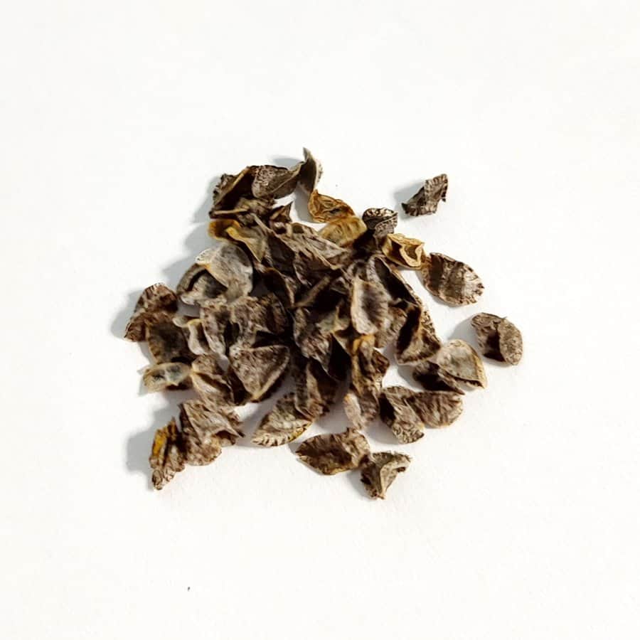 Aloe capitata / アロエ・キャピタータ・アンガボアーナ