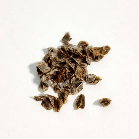 Aloe cipolinicola / アロエ・キポリニコラ