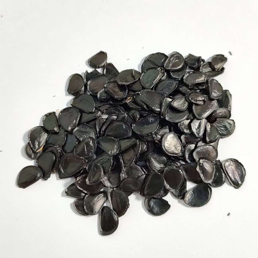 Agave potatorum / アガベ・ポタトルム