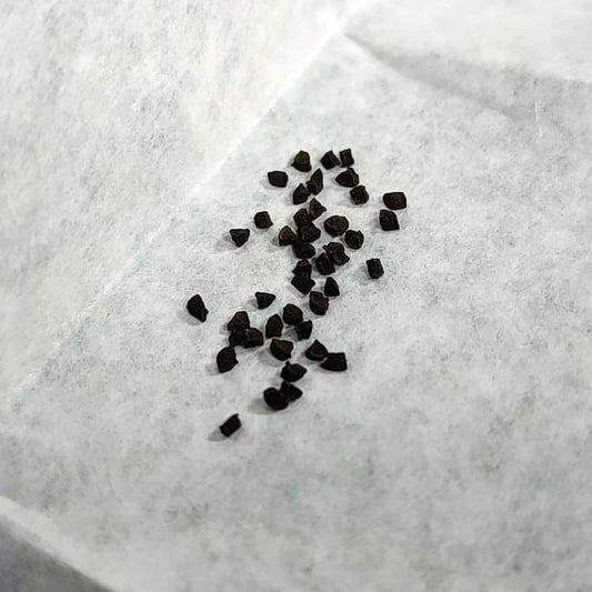 Bulbine bruynsii / ブルビネ・ブルインシー [選抜採種]