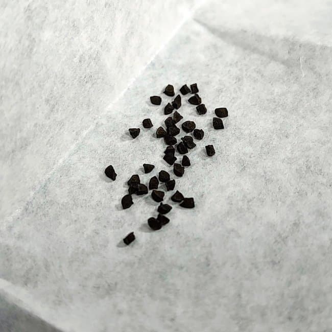 Bulbine bruynsii / ブルビネ・ブルインシー [自家採種]