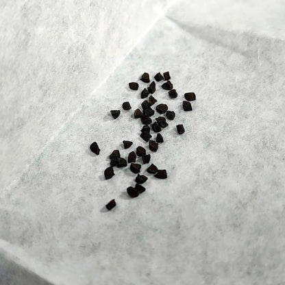 Bulbine bruynsii / ブルビネ・ブルインシー [自家採種]