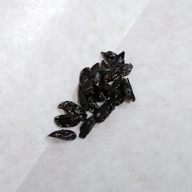 Bowiea volubilis / ボウィエア・ボルビリス 蒼角殿