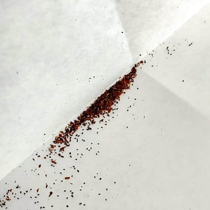 Crassula barbata / クラッスラ・バルバータ 月光 [現地採種]